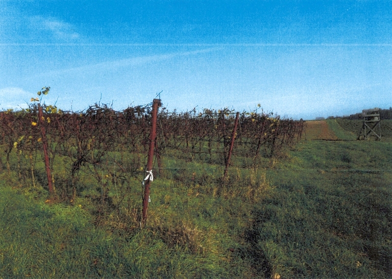 Rebfläche in Leingarten - Bild 4