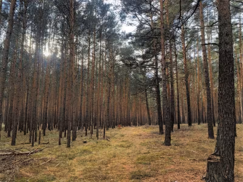 Forstwirtschaftliche Fläche in Schlaubetal - Bild 3