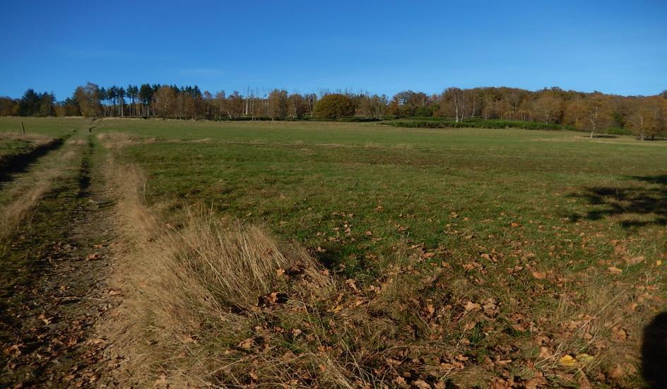 land- und forstwirtschaftlich genutztes Grundstück in Haiger - Bild 3