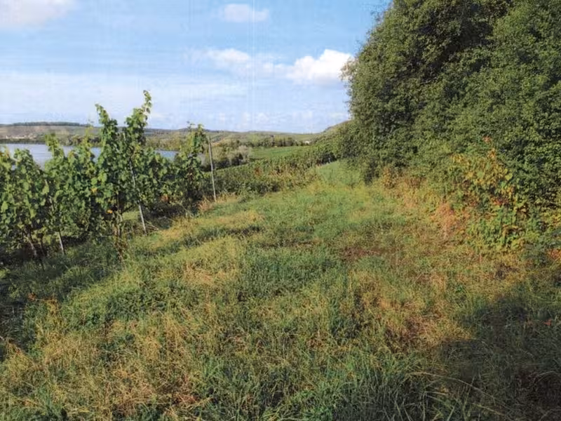 Weinbergflächen in Löwenstein - Bild 3