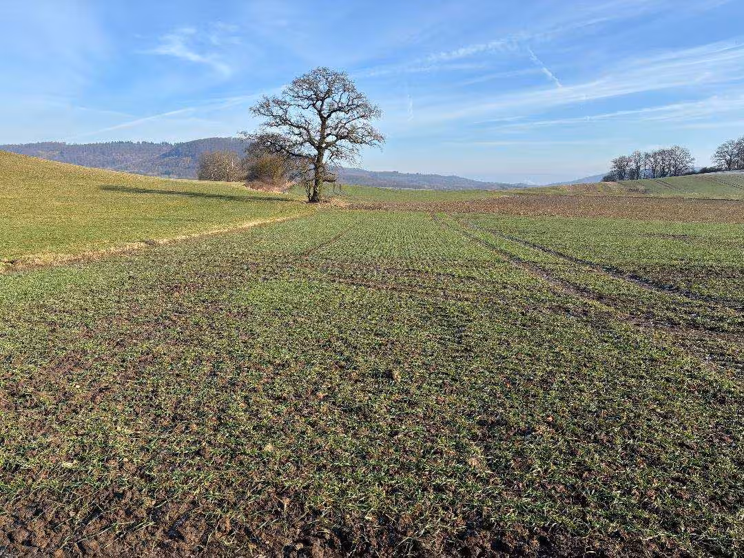 land- und forstwirtschaftlich genutztes Grundstück in Schauenburg - Bild 1