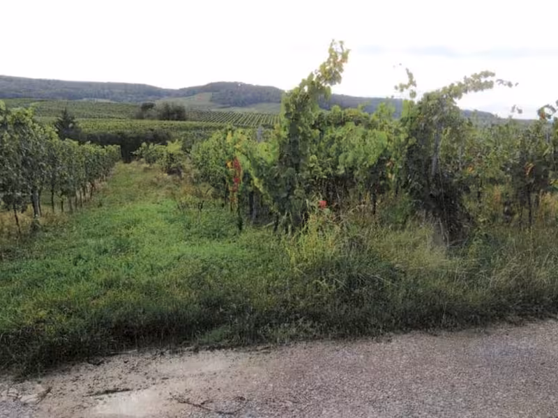 Weinbergflächen in Löwenstein - Bild 1