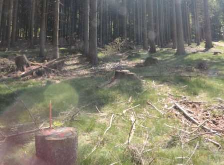 land- und forstwirtschaftlich genutztes Grundstück in Schönsee - Bild 3