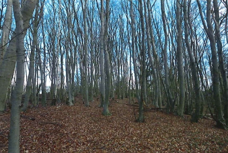 Waldfläche in Escheburg - Bild 3