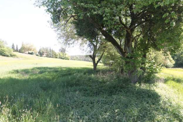 Waldfläche, Gebäude- und Freifläche, Landwirtschaftsfläche in Maxhütte-Haidhof - Bild 3
