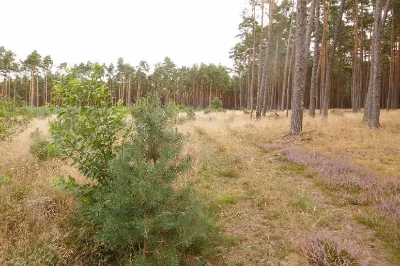 land- und forstwirtschaftlich genutztes Grundstück in Gardelegen - Bild 3