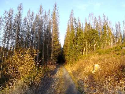 Wald in Neunburg vorm Wald - Bild 1