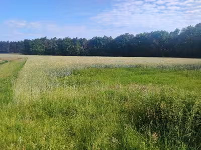 land- und forstwirtschaftlich genutztes Grundstück in Im Rienmoor bzw. Vossebergweg, 49779 Oberlangen - Bild 1