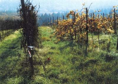 Rebfläche in Leimen, 74211 Leingarten (Schluchtern) - Bild 2