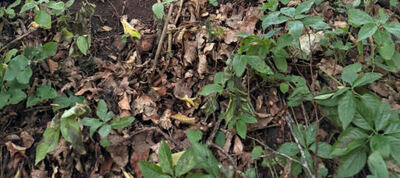 land- und forstwirtschaftlich genutztes Grundstück in Schloßleite, 92345 Dietfurt a. d. Altmühl, Unterbürg in der Schloßleite - Bild 2