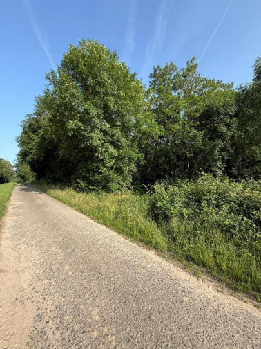 land- und forstwirtschaftlich genutztes Grundstück in Hergersweiler - Bild 4