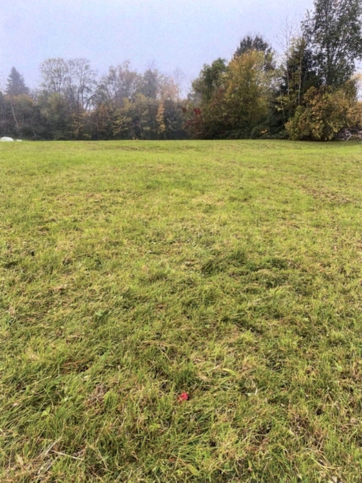 Wiesengrundstück in Schluchsee - Bild 1