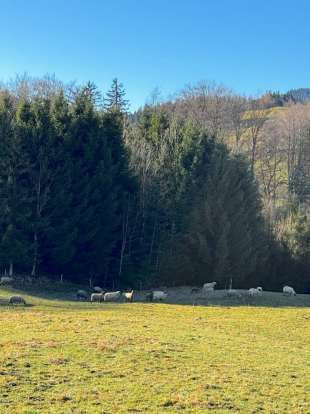 Waldfläche, Grünland in Anger - Bild 4