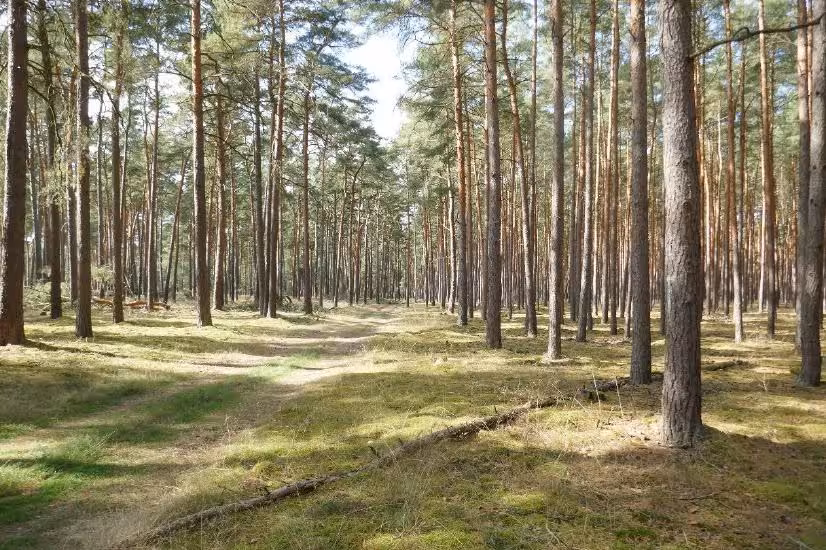 Wald in Berg - Bild 15