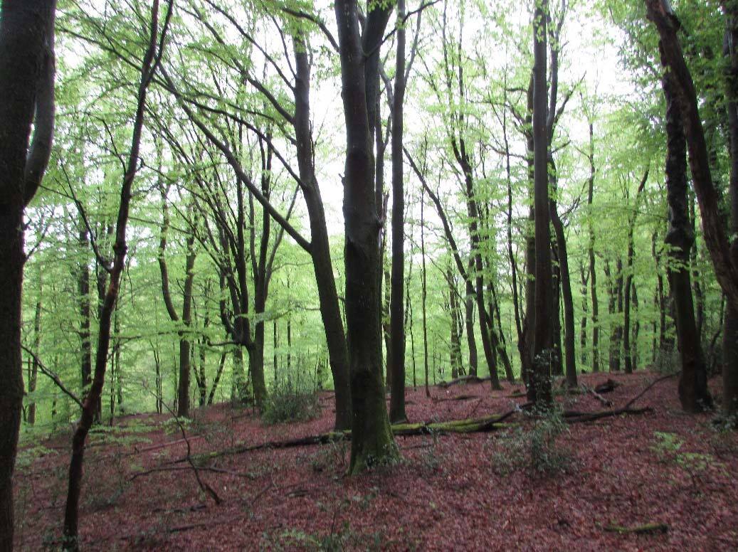 unbebautes Waldgrundtsück in Wipperfürth - Bild 1