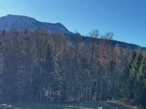 Waldfläche in Nähe Hochöd, 83454 Anger - Bild 2