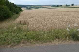 Landwirtschaftsfläche Ackerland in Dettelbach - Bild 2