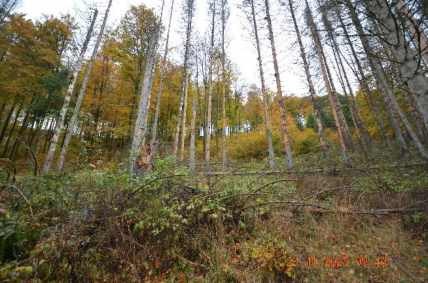 land- und forstwirtschaftlich genutztes Grundstück in Winterberg - Bild 1