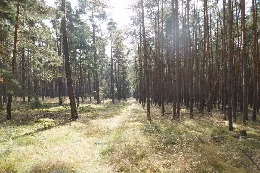 Wald in Berg - Bild 11
