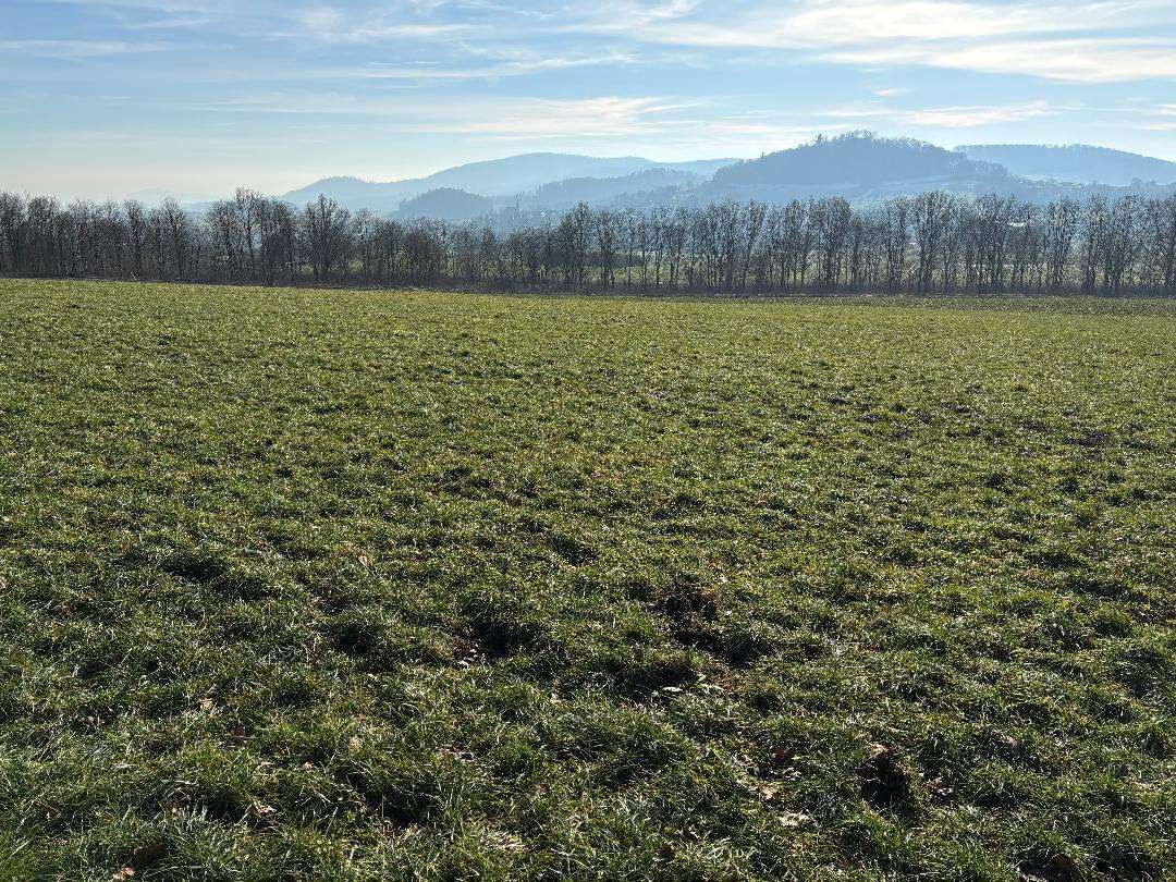 land- und forstwirtschaftlich genutztes Grundstück in Schauenburg - Bild 3