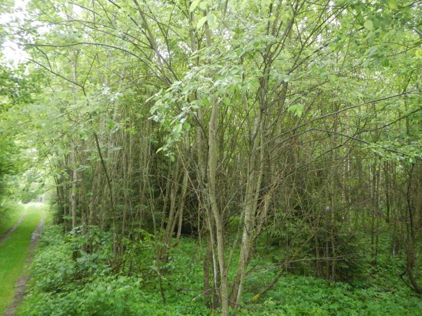 Waldgrundstück in Oberdachstetten - Bild 1