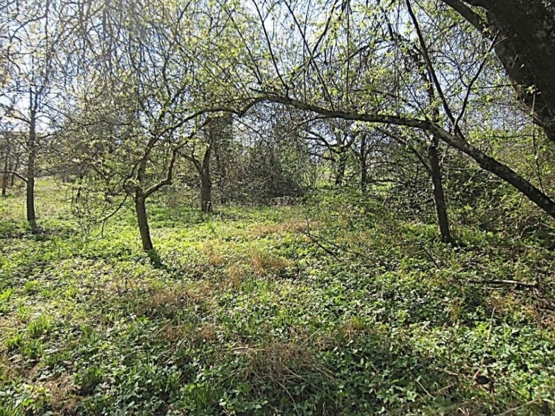 Ungepflegte Baumwiesen in Kohlberg - Bild 3