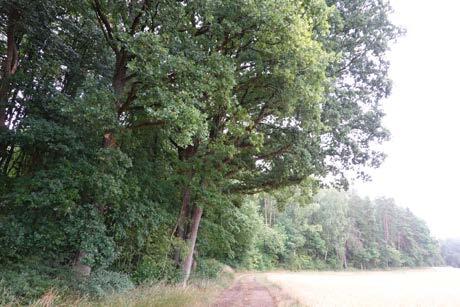 Waldfläche in Sulzbach-Rosenberg - Bild 4