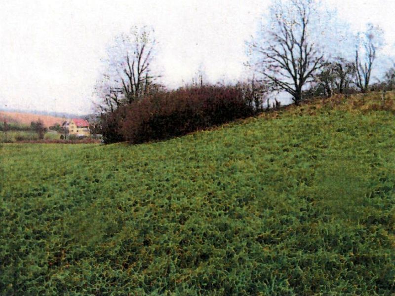 Freizeitgarten, Wald- und Landwirtschaftsfläche in Untergruppenbach - Bild 3