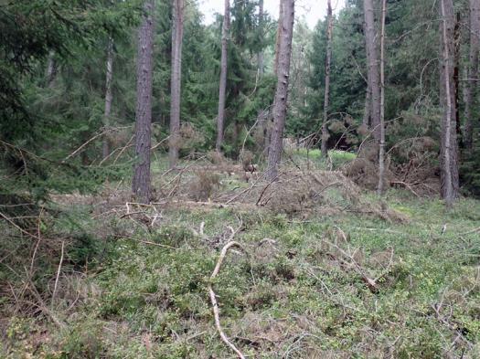 land- und forstwirtschaftlich genutztes Grundstück in null - Bild 1