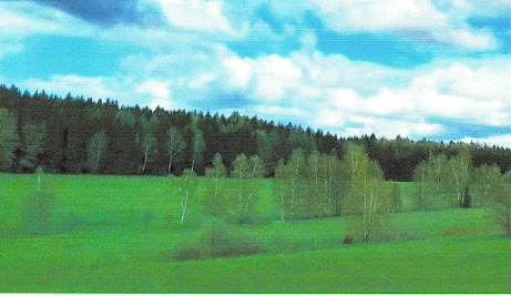 land- und forstwirtschaftlich genutztes Grundstück in Lauter-Bernsbach - Bild 4