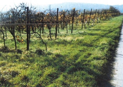 Rebfläche in Leimen, 74211 Leingarten (Schluchtern) - Bild 1