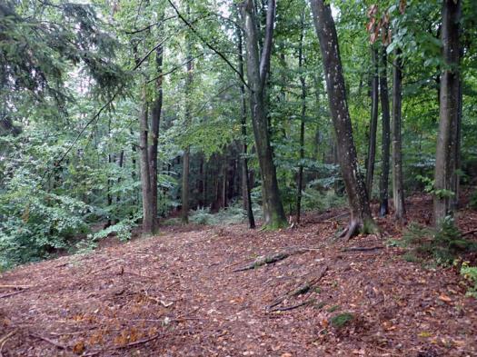 land- und forstwirtschaftlich genutztes Grundstück in Burk - Bild 1