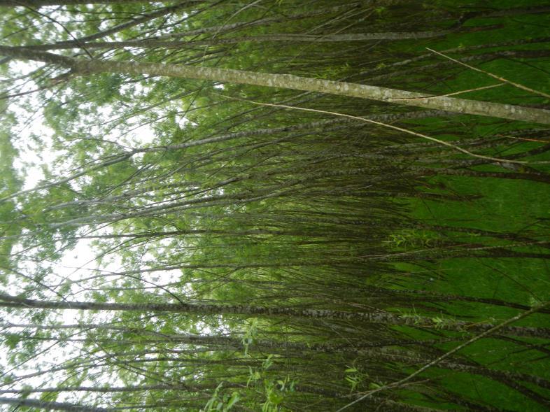 Waldgrundstück in Oberdachstetten - Bild 4