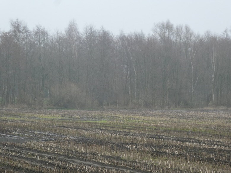 land- und forstwirtschaftlich genutztes Grundstück in Friesoythe - Bild 3
