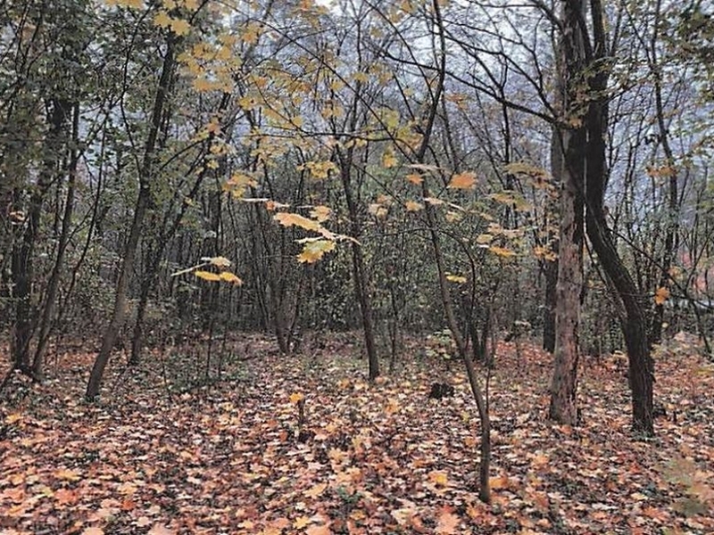 Waldfläche in Bindlach - Bild 1