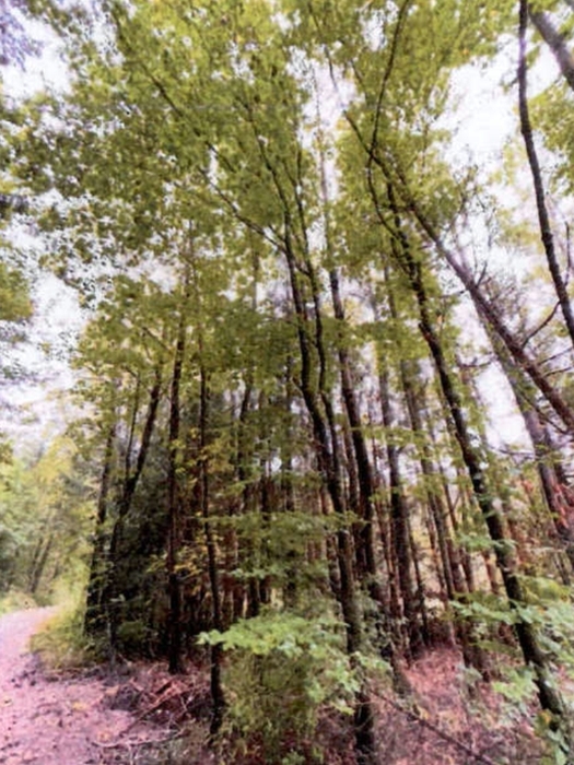 Waldflächen in Althütte - Bild 4