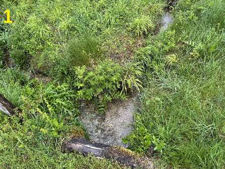 Grünland in Bingen am Rhein - Bild 4