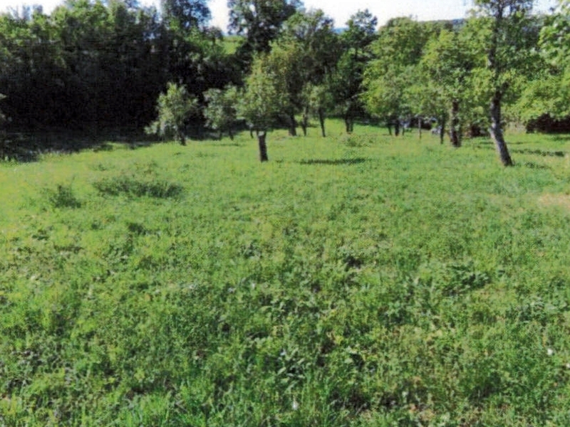 Landwirtschafts-/Waldflächen in Ammerbuch - Bild 1