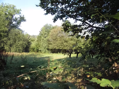 land- und forstwirtschaftlich genutztes Grundstück in Im Kesselsberg, 53343 Wachtberg, Züllighoven - Bild 1