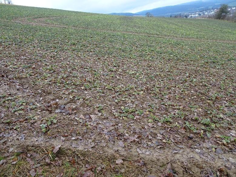 land- und forstwirtschaftlich genutztes Grundstück in Uslar - Bild 4