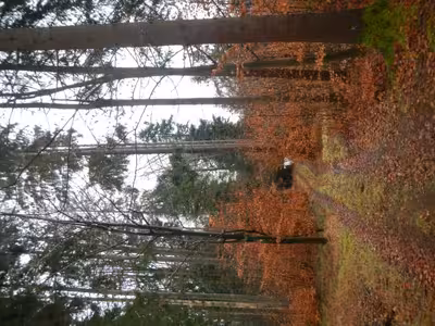 land- und forstwirtschaftlich genutztes Grundstück in Beitzäcker und Reutholz, 94538 Fürstenstein - Bild 2