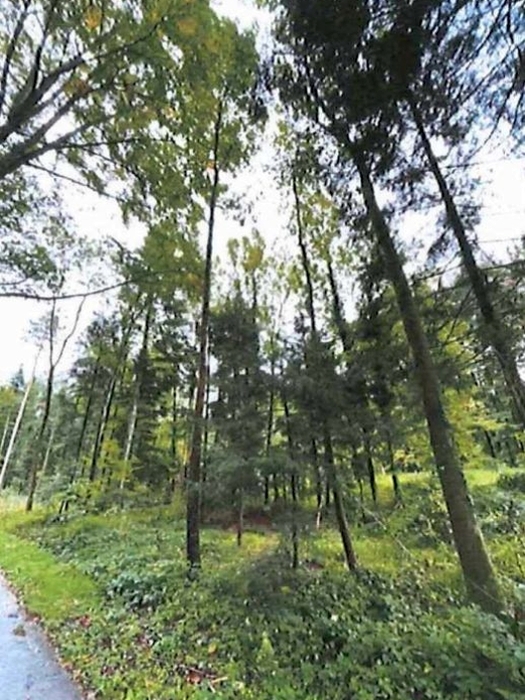 Waldflächen in Althütte - Bild 1