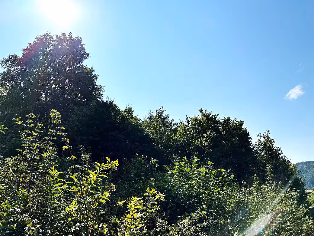 Waldfläche in Rapperszell - Bild 1