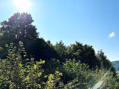 Waldfläche in Am Waltingerweg, 85137 Walting, Pfalzpaint - Bild 1