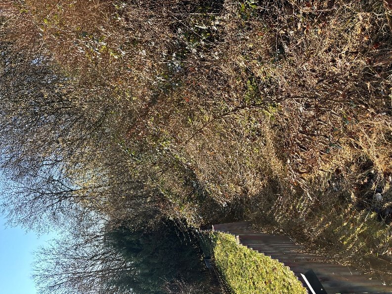land- und forstwirtschaftlich genutztes Grundstück in Werdohl - Bild 3