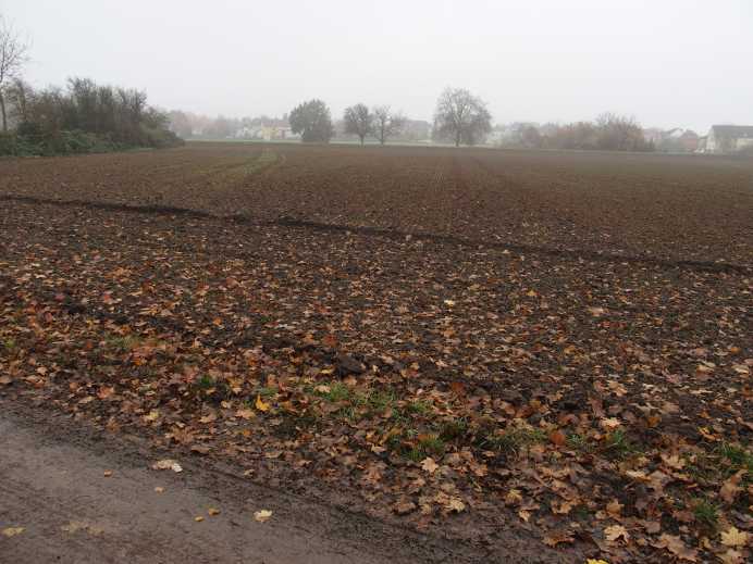 Ackerländer und Grünfläche (Wiese) in Frankfurt am Main - Bild 3