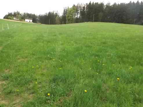 land- und forstwirtschaftlich genutztes Grundstück in Allershausen - Bild 3