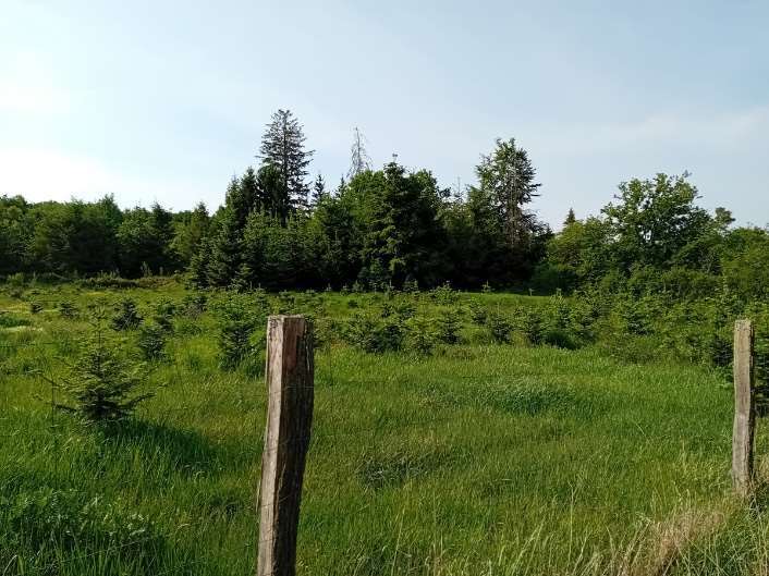 Sonstiges, Ackerland in Usingen - Bild 2