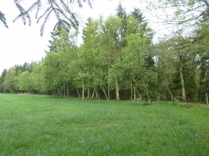 land- und forstwirtschaftlich genutztes Grundstück in Bötersen - Bild 2