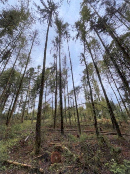 Waldflächen in Althütte - Bild 2